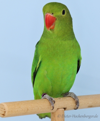 Europagruppensieger Agapornis taranta wildfarbig