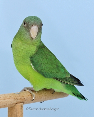 Europasieger Agapornis wildfarbig