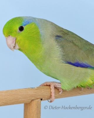 Europagruppensieger Blaugenicksperlingspapagei wildfarbig