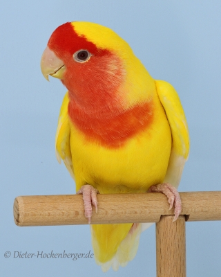 Europagruppensieger Agapornis roseicollis Mutation