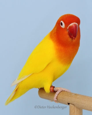 Europasieger Agapornis Mutation