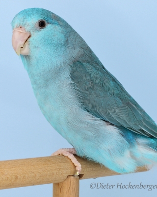 Europasieger Forpus Mutation