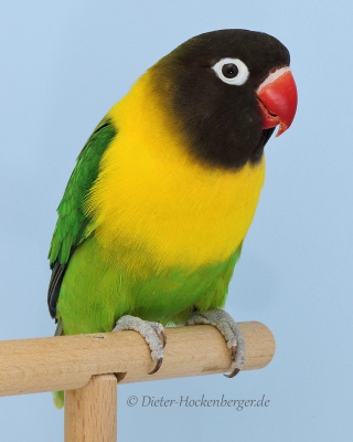 Europagruppensieger Agapornis personatus wildfarbig