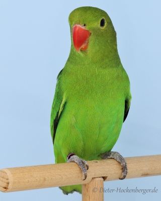 Europagruppensieger Agapornis taranta wildfarbig
