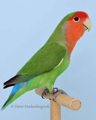 Europagruppensieger Agapornis roseicollis wildfarbig