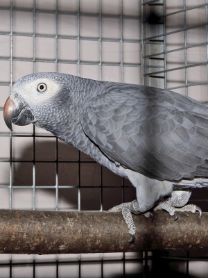 1-Landessieger-2023-sonstige-GS-Papageien-M.-Schwizler-AZ-21945-mit-Graupapageien-wildfarbig-4