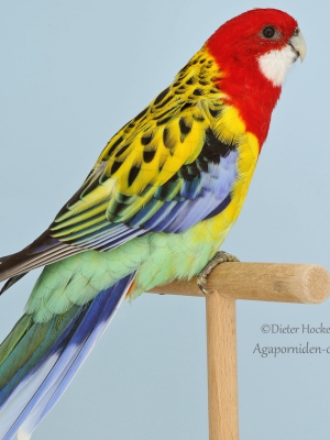 11-LGS-2023-Plattschweifsittiche-Rudi-Herzig-AZ-42906-mit-Prachtrosella-wildfarbig-9