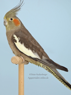 12-LGS-2023-Nymphensittiche-Alexander-Schmid-AZ-19210-mit-Nymphensittich-wildfarbig-3