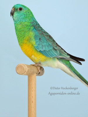 13-LGS-2023-Psephotus-Alexander-Schmid-AZ-19210-mit-Singsittich-wildfarbig-5