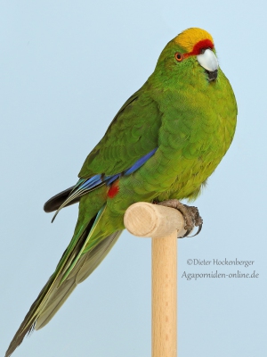 14-LGS-2023-Laufsittiche-Andreas-Phillipps-AZ-30113-mit-Springsittich-wildfarbig-2