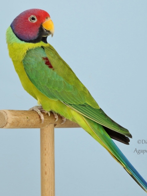 15-LGS-2023-Edelsittiche-Joachim-Weisser-AZ-2555-mit-Pflaumenkopfsittich-wildfarbig-2