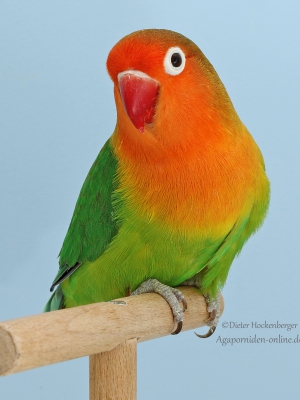 17-LGS-2023-Agapornis-fischeri-Dieter-Hockenberger-AZ-2254-mit-Agapornis-fischeri-wildfarbig-4