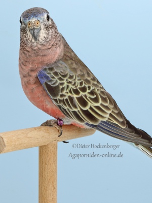 2-Landessieger-2023-australische-Sittiche-Hartmut-Schaitel-AZ-29171-AGZ-mit-Bourkesittich-wildfarbig-4