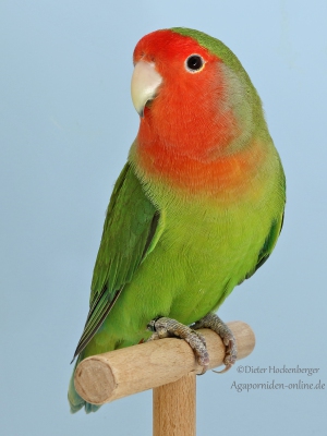 20-LGS-2023-Agapornis-roseicollis-Matthias-Hartmann-AZ-48856-mit-Agapornis-roseicollis-wildfarbig-4