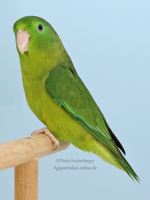 21-LGS-2023-Sperlingspapageien-Frank-Barth-AZ-32075-mit-Augenring-Sperlingspapagei-wildfarbig-3