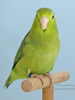 22-LGS-2023-Blaugenick-Sperlingspapagei-W.-Ankele-AZ-30903-mit-Blaugenick-Sperlingspapagei-wildfabig-4