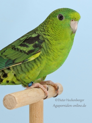 23-LGS-2023-Suedamerikanische-Sittiche-Heiko-Lehmann-AZ-51196-mit-Katharinasittich-wildfarbig-7