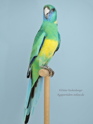 24-LGS-Sonstige-Austr.-Sittiche-Rudi-Herzig-AZ-42906-mit-Cloncurrysittich-wildfarbig-1