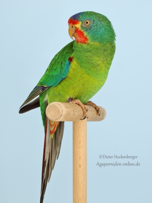 26-LGS-2023-Loris-und-aehnliche-Arten-Michael-Oelze-AZ-25361-mit-Schwalbensittich-wildfarbig-5