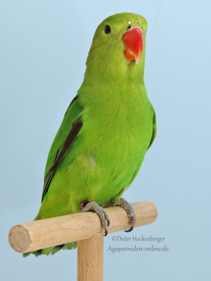 3-Landessieger-2023-Agapornis-Forpus-Frank-Barth-AZ-32075-mit-Agapornis-taranta-wildfarig-3