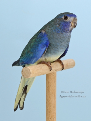 31-LGS-2023-Neophemen-u.-Bourkesittiche-Hartmut-Schaitel-AZ-29171-mit-01-Glanzsittich-tuerkis-Violett-5