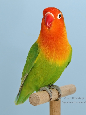 32-LGS-2023-Agap.-versch.Sperlingspapagei-Dieter-Hockenberger-AZ-2254-mit-Agapornis-fischeri-pastellgruen-1