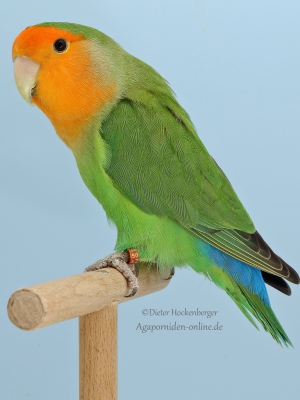 33-LGS-2023-Agapornis-roseicollis-Wilfried-Hornung-AZ-4535-mit-Agapornis-roseicollis-Orangemaske-gruen-3