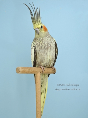 34-LGS-2023-Nymphensittiche-Alexander-Schmid-AZ-19210-mit-Nymphensittich-opalin-14