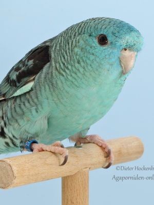 4-Landessieger-2023-Mutationen-Heiko-Lehmann-AZ-51196-mit-Katharinas.-tuerkis-2