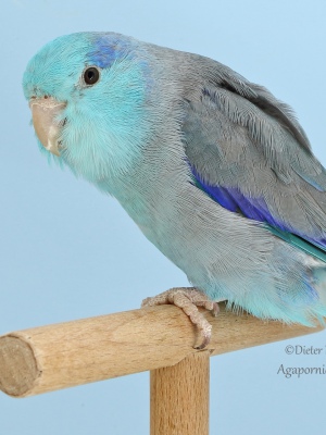 5-Landesjugendsieger-2023-AGZ-Emilia-Peter-AZ-50323-mit-Blaugenick-Sperlingspapagei-blau-4