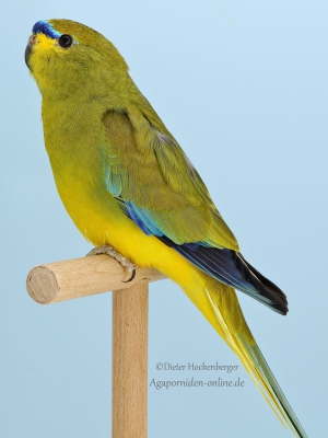 9-LGS-2023-Neophemen-H.-Wiehle-AZ-7938-mit-Schmucksittich-wildfarbig-7