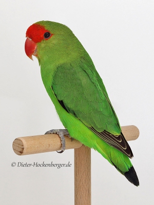 Agapornis Taranta, Begpapagei