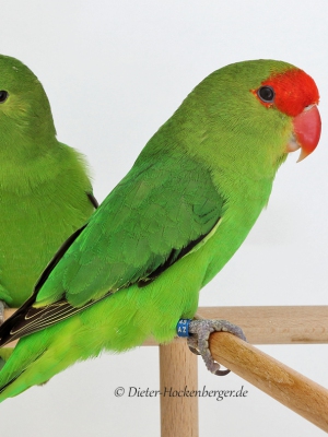 Agapornis Taranta, Begpapagei