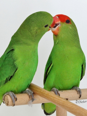 Agapornis Taranta, Begpapagei
