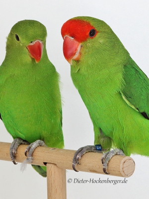 Agapornis Taranta, Begpapagei
