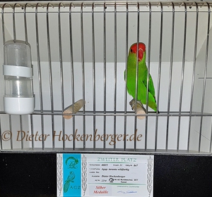 Agapornis-taranta 2. Platz auf der AZ-Bundesschau 2017 in der Jungvogel-Schauklasse 468/5