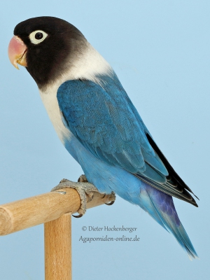 02-Europasieger-Agapornis-Mutationen-Andre-Schlemmer-AZ-6835-mit-Agapornis-personatus-D-blau-EF-violett-blau-1