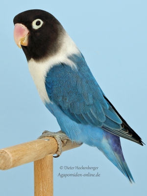 02-Europasieger-Agapornis-Mutationen-Andre-Schlemmer-AZ-6835-mit-Agapornis-personatus-D-blau-EF-violett-blau