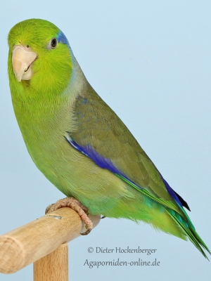 03-Europasieger-Forpus-wildfarbig-Ernst-Pecina-AZ-16471-mit-Blaugenick-Sperlingspapagei-wildfarbig