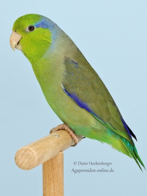 03-Europasieger-Forpus-wildfarbig-Ernst-Pecina-AZ-16471-mit-Blaugenick-Sperlingspapagei-wildfarbig-7