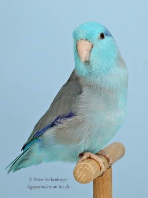 04-Europasieger-Forpus-Mutationen-Philippe-Schmidt-AZ-11755-mit-Blaugenick-Sperlingspapagei-blau-1