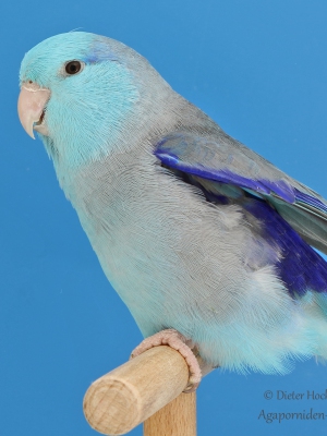 04-Europasieger-Forpus-Mutationen-Philippe-Schmidt-AZ-11755-mit-Blaugenick-Sperlingspapagei-blau-23