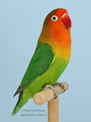 05-Europajugendsieger-AGZ-Paul-Schemmer-AZ-51032-mit-Agapornis-fischeri-wildfarbig-7