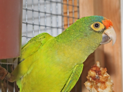 Elfenbeinsittich-Eupsittula canicularis (Linnaeus, 1758)