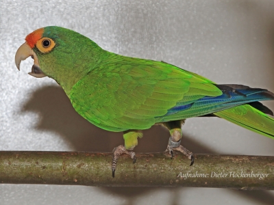 Elfenbeinsittich-Eupsittula canicularis (Linnaeus, 1758)