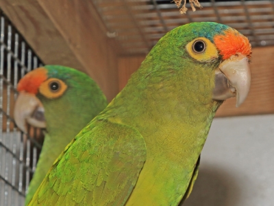 Elfenbeinsittich-Eupsittula canicularis (Linnaeus, 1758)