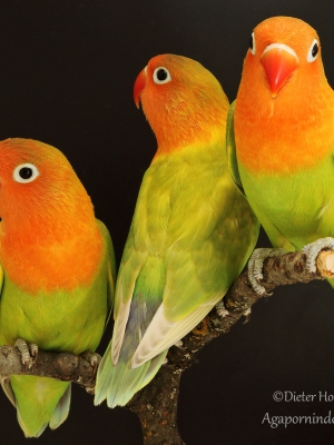 Pfirsichköpfchen-pastellgrün,  Agapornis-fischeri