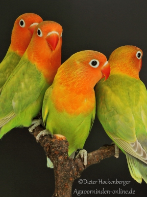 Pfirsichköpfchen-pastellgrün,  Agapornis-fischeri