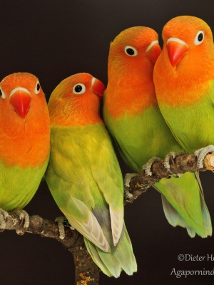 Pfirsichköpfchen-pastellgrün,  Agapornis-fischeri