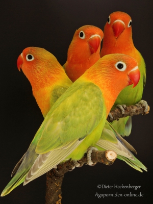 Pfirsichköpfchen-pastellgrün,  Agapornis-fischeri